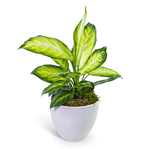 Dieffenbachia Plant in Ceramic