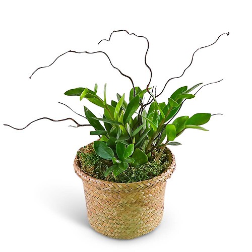 ZanGem Plant in Basket