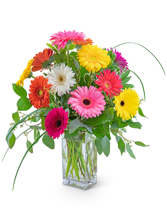 One Dozen Colorful Gerbera