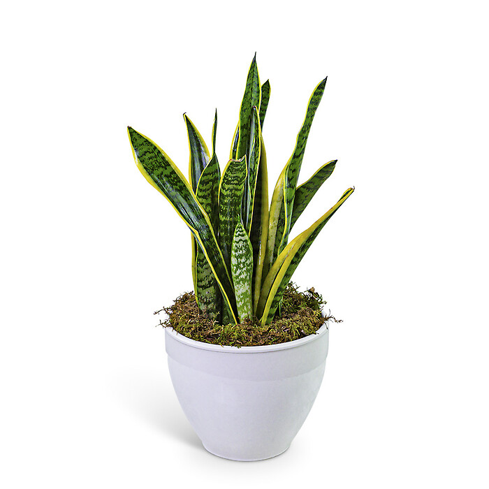Snake Plant in Ceramic