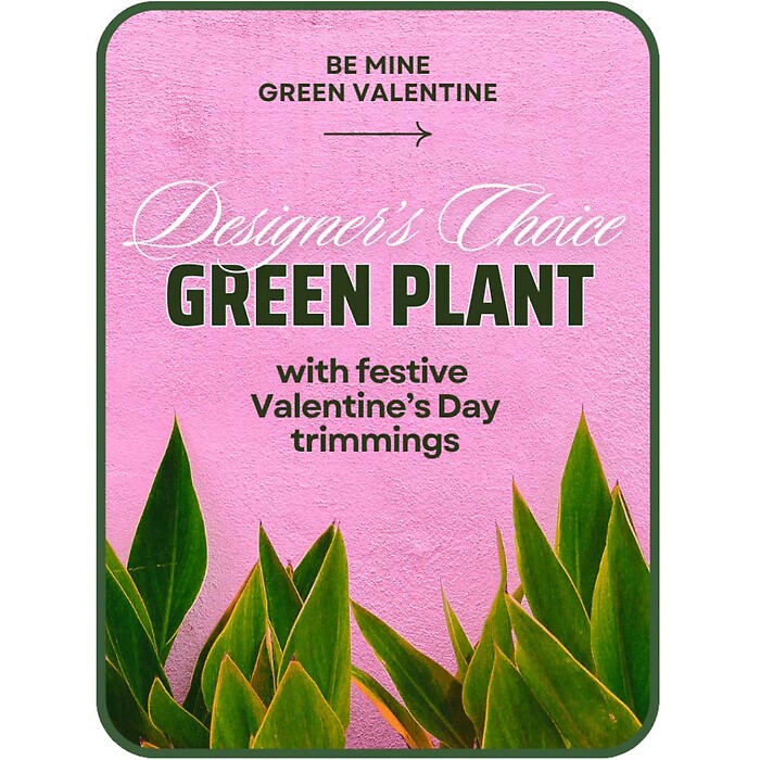 Designer's Choice Valentine's Day Green Plant