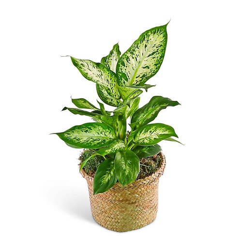 Dieffenbachia Plant