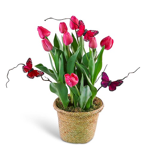 Pink Potted Tulip Plant with Butterflies