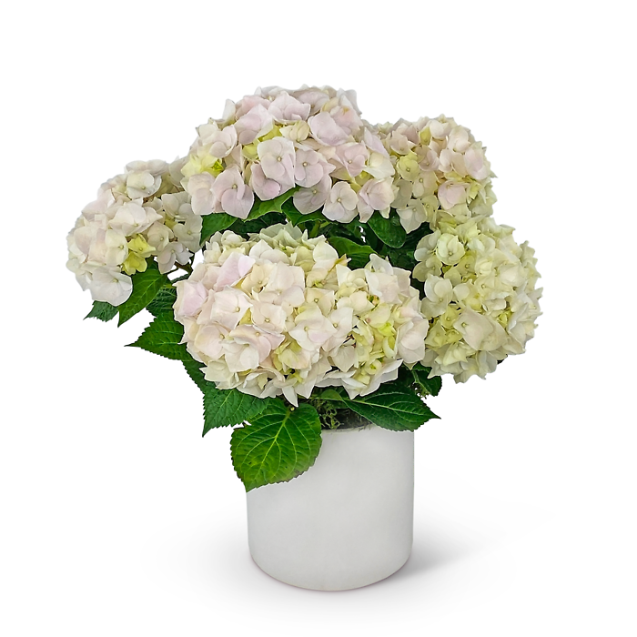 Blush Hydrangea Plant