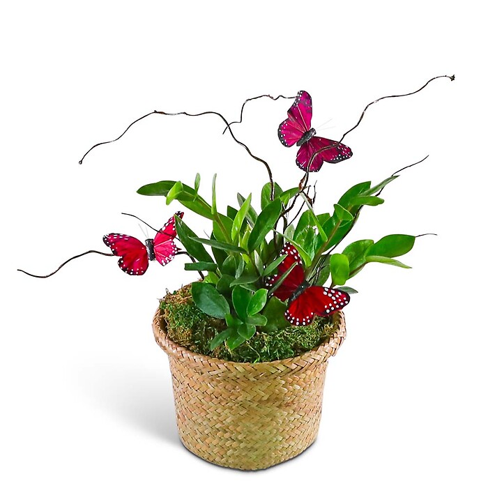 Butterfly Kisses Zanzibar Gem Plant