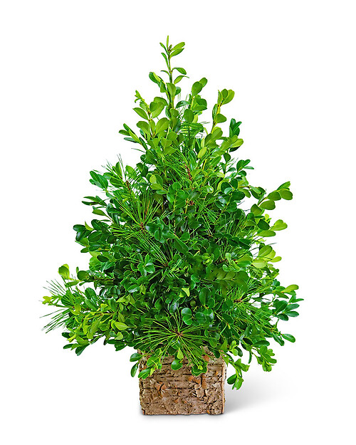 Bare Boxwood Tree