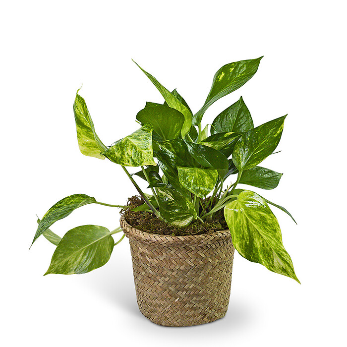 Pothos Plant in Woven Basket