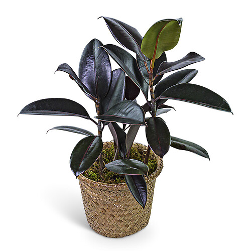 Rubber Plant in Basket
