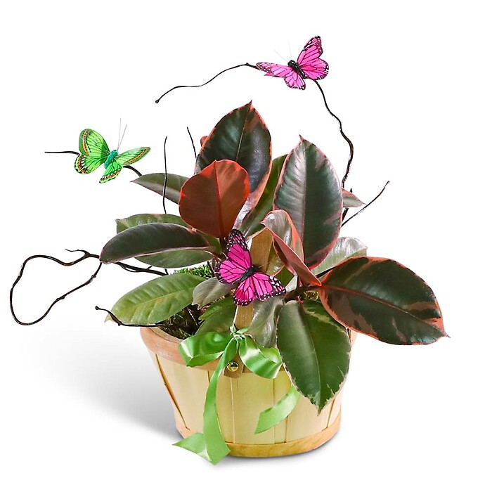 Variegated Rubber Tree Plant with Spring Accents
