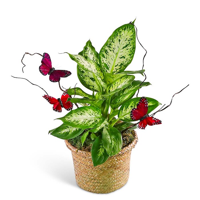 Dieffenbachia Plant with Spring Accents