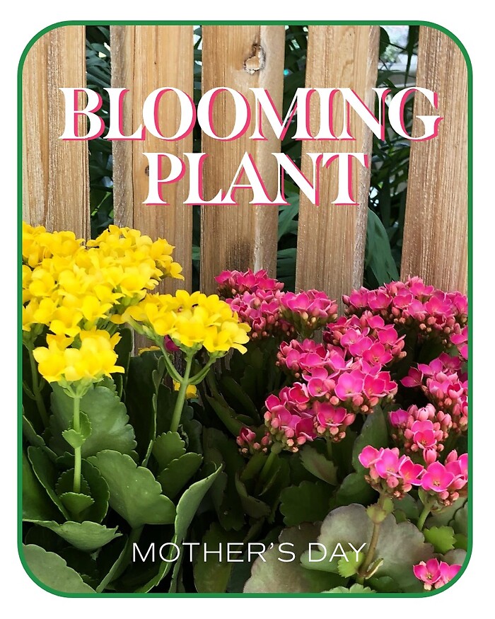 Mother's Day Blooming Plant
