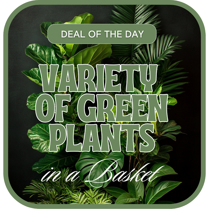 Designer's Choice - Variety of Green Plants